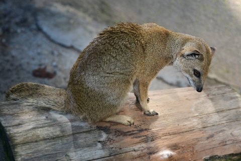 Mangusta liščí