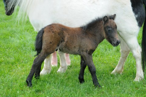 Pony shetlandský