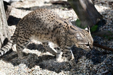 Ocelot slaništní