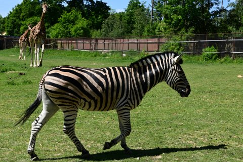 Zebra Chapmanova