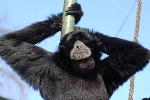 Siamang