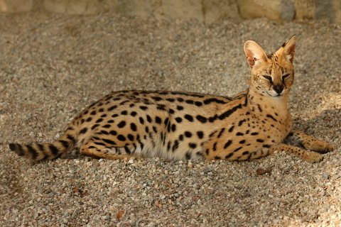 Serval stepní
