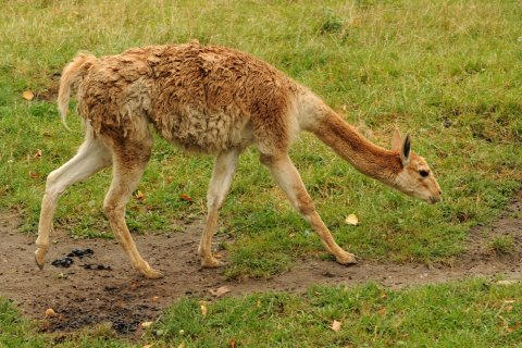 Lama vikuňa