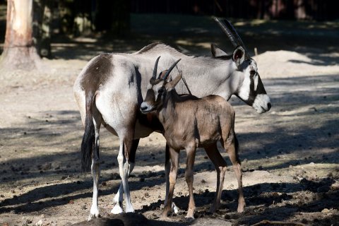 Oryx jihoafrický