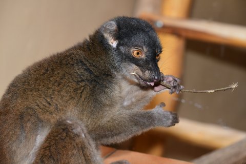 Lemur běločelý