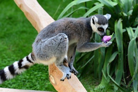 Lemur kata