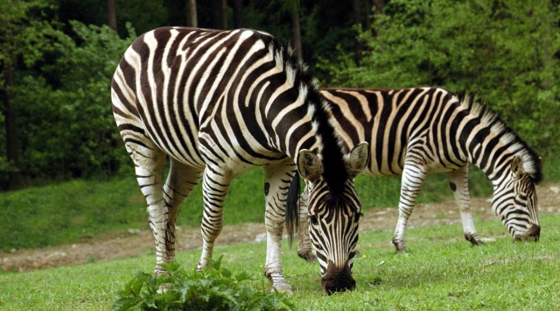 Zebra Chapmanova