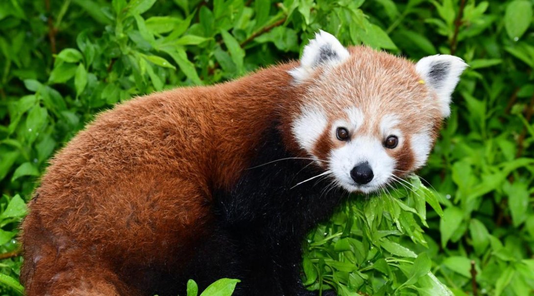 Panda červená