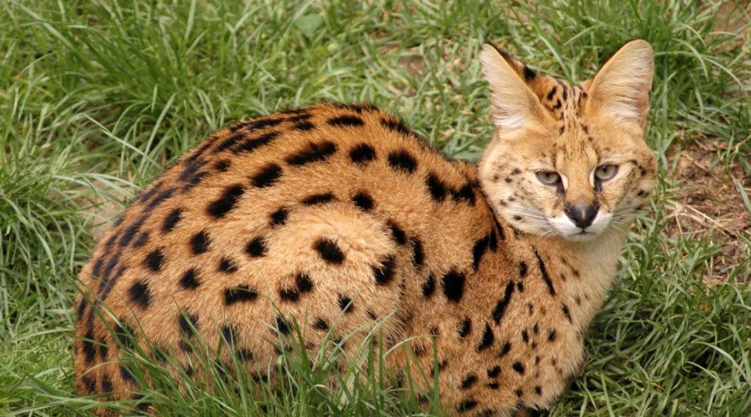 Serval stepní