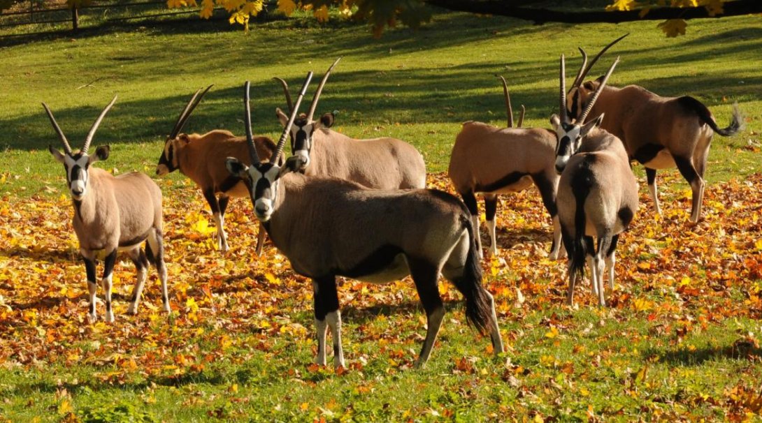 Oryx jihoafrický