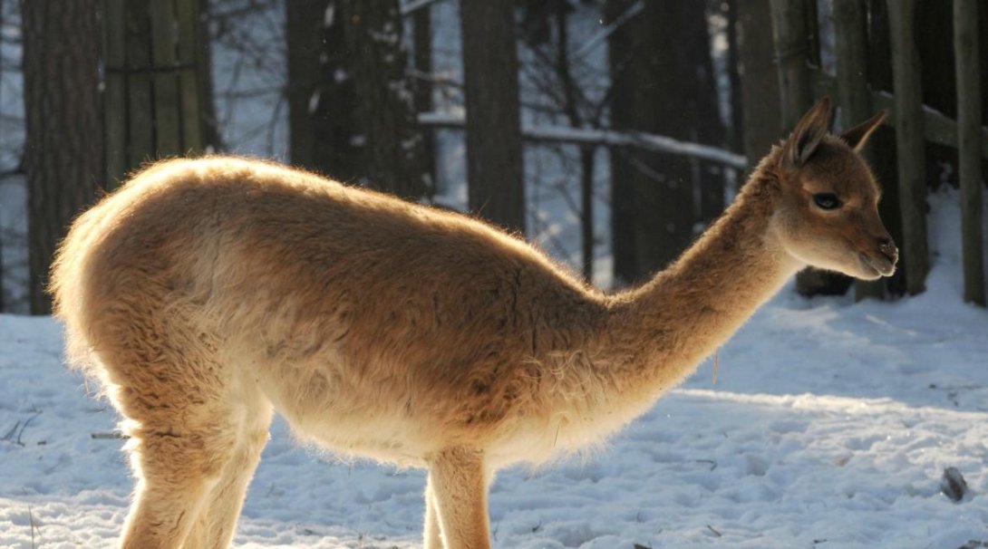 Lama vikuňa