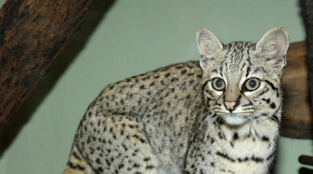 Ocelot slaništní