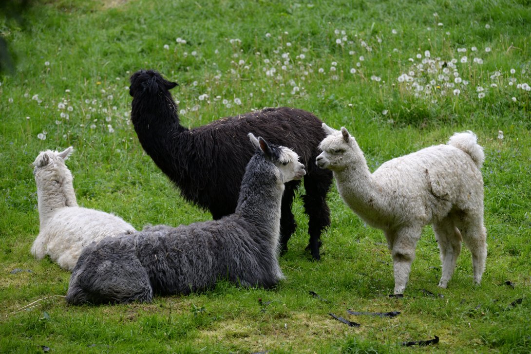 Lama alpaka