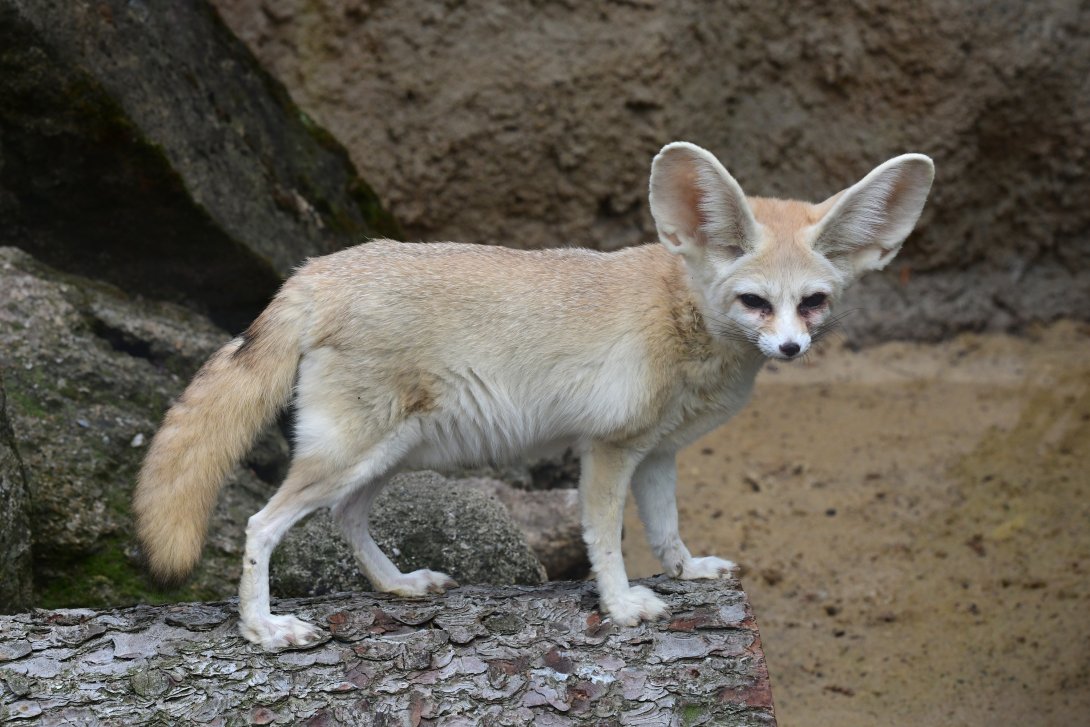 Fenek